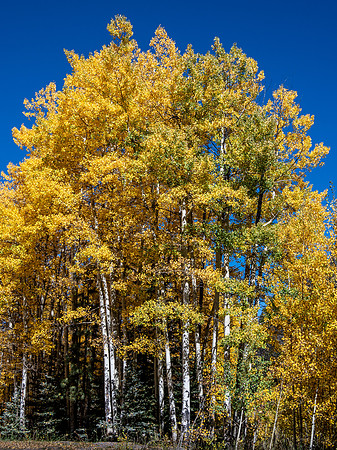 Aspen