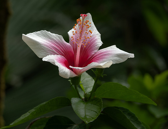 Chinese Hibiscus, Hawai'i, Hawai'i Tropical Botanical Gardens