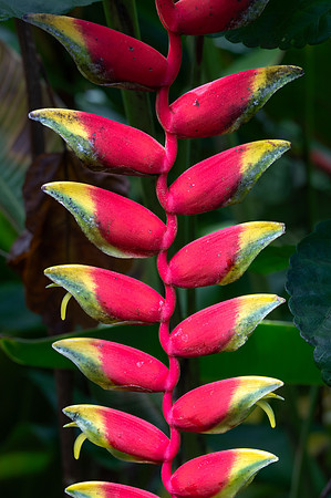 Hanging Lobster Claw Heliconia, Hawai'i Tropical Botanical Gardens
