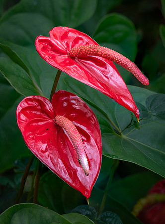 Anthurium