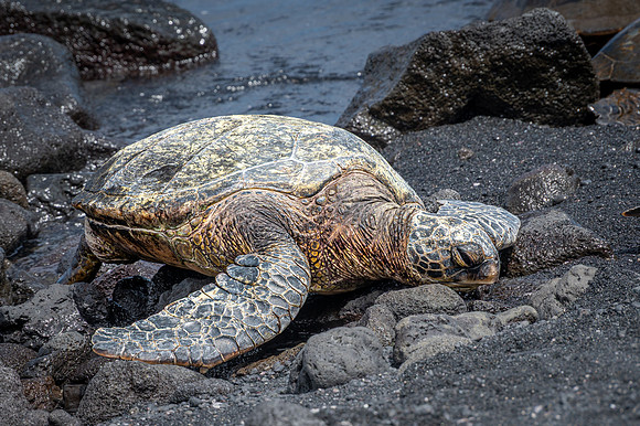 Green Sea Turtle, Punalu'u