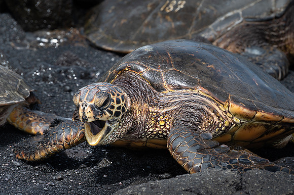 Green Sea Turtle, Punalu'u