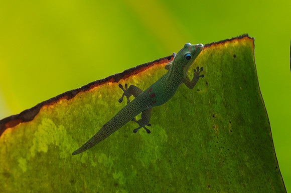 Gold Dust Day Gecko, Hawai'i Tropical Botanical Gardens