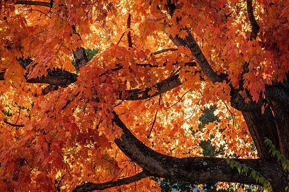 Tree on Fire