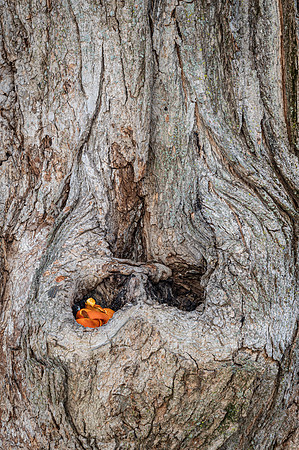 Gnarly Tree