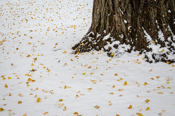 Ginkgo Leaves in Snow