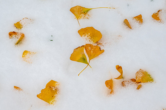 Ginkgo Leaves in Snow