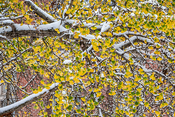 Snow on Ginkgo