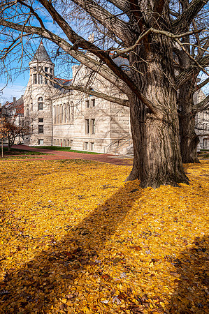 Ginkgo Trees, Maxwell Hall