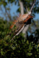 Green Iguana, Sanibel Island, Florida