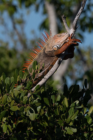Green Iguana, Sanibel Island, Florida
