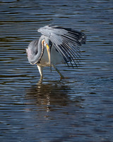 Great Blue Heron, J.N. "Ding" Darling National Wildlife Refuge, Sanibel Island, Florida