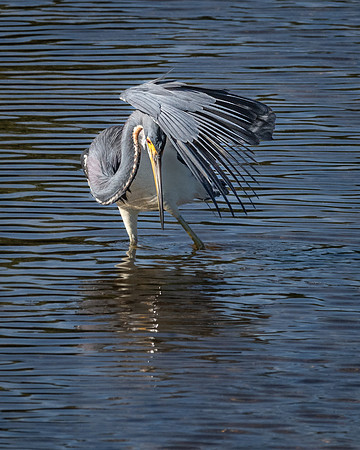 Great Blue Heron, J.N. "Ding" Darling National Wildlife Refuge, Sanibel Island, Florida
