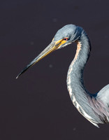 Great Blue Heron, J.N. "Ding" Darling National Wildlife Refuge, Sanibel Island, Florida