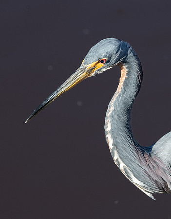 Great Blue Heron, J.N. "Ding" Darling National Wildlife Refuge, Sanibel Island, Florida