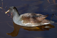 Female Common Gallinule, J.N. "Ding" Darling National Wildlife Refuge, Sanibel Island, Florida