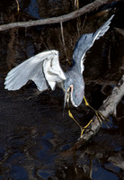 Great Blue Heron, J.N. "Ding" Darling National Wildlife Refuge, Sanibel Island, Florida