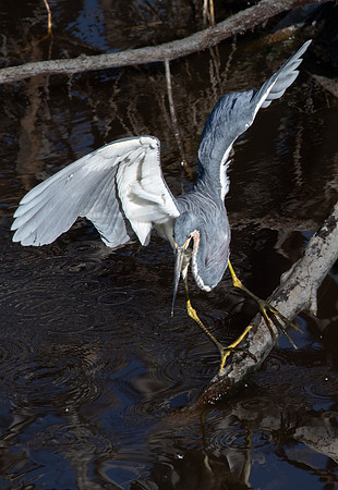 Great Blue Heron, J.N. "Ding" Darling National Wildlife Refuge, Sanibel Island, Florida