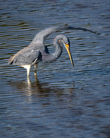 Great Blue Heron, J.N. "Ding" Darling National Wildlife Refuge, Sanibel Island, Florida