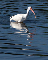 White Ibis, J.N. "Ding" Darling National Wildlife Refuge, Sanibel Island, Florida