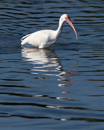 White Ibis, J.N. "Ding" Darling National Wildlife Refuge, Sanibel Island, Florida