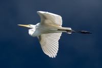 Great Egret, J.N. "Ding" Darling National Wildlife Refuge, Sanibel Island, Florida