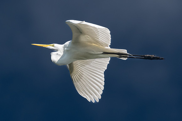 Great Egret, J.N. "Ding" Darling National Wildlife Refuge, Sanibel Island, Florida
