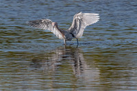 Great Blue Heron, J.N. "Ding" Darling National Wildlife Refuge, Sanibel Island, Florida
