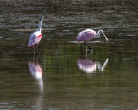 Roseate Spoonbills, J.N. "Ding" Darling National Wildlife Refuge, Sanibel Island, Florida
