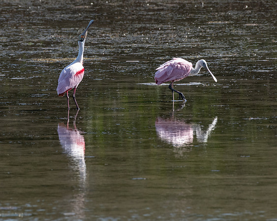 Roseate Spoonbills, J.N. "Ding" Darling National Wildlife Refuge, Sanibel Island, Florida