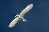 Great Egret, J.N. "Ding" Darling National Wildlife Refuge, Sanibel Island, Florida