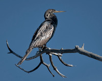 Anhinga, J.N. "Ding" Darling National Wildlife Refuge, Sanibel Island, Florida