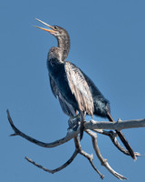 Anhinga, J.N. "Ding" Darling National Wildlife Refuge, Sanibel Island, Florida