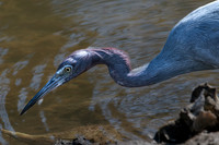 Little Blue Heron, J.N. "Ding" Darling National Wildlife Refuge, Sanibel Island, Florida