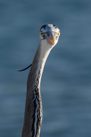 Great Blue Heron, Bowman's Beach, Sanibel Island, Florida