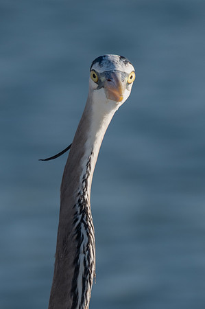 Great Blue Heron, Bowman's Beach, Sanibel Island, Florida