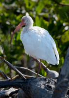 White Ibis, J.N. "Ding" Darling National Wildlife Refuge, Sanibel Island, Florida