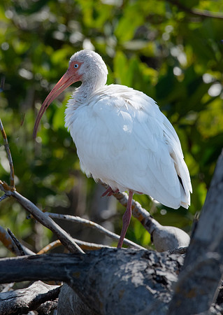 White Ibis, J.N. "Ding" Darling National Wildlife Refuge, Sanibel Island, Florida
