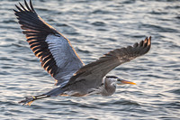 Great Blue Heron, Bowman's Beach, Sanibel Island, Florida