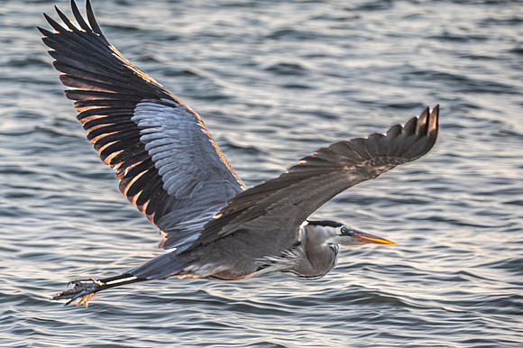 Great Blue Heron, Bowman's Beach, Sanibel Island, Florida