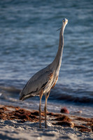 Great Blue Heron, Bowman's Beach, Sanibel Island, Florida