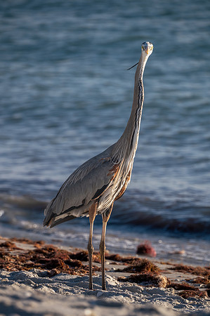 Great Blue Heron, Bowman's Beach, Sanibel Island, Florida