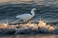 Snowy Egret, Bowman's Beach, Sanibel Island, Florida