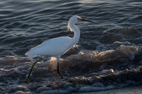 Snowy Egret, Bowman's Beach, Sanibel Island, Florida