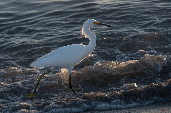 Snowy Egret, Bowman's Beach, Sanibel Island, Florida