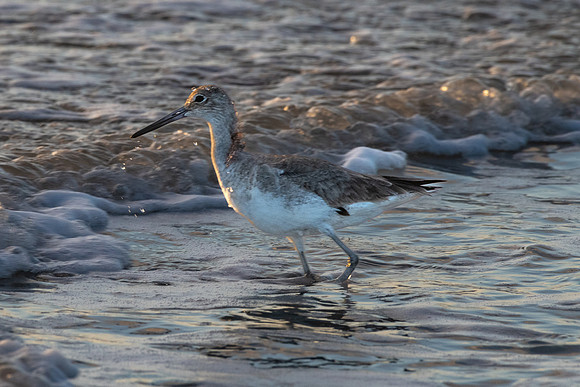 Willet, Bowman's Beach, Sanibel Island, Florida