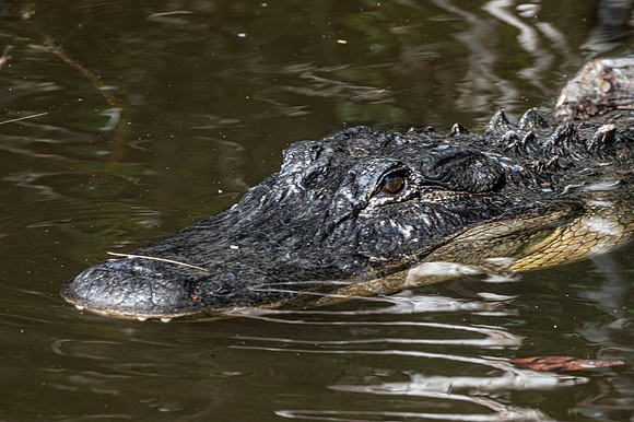 Alligator
