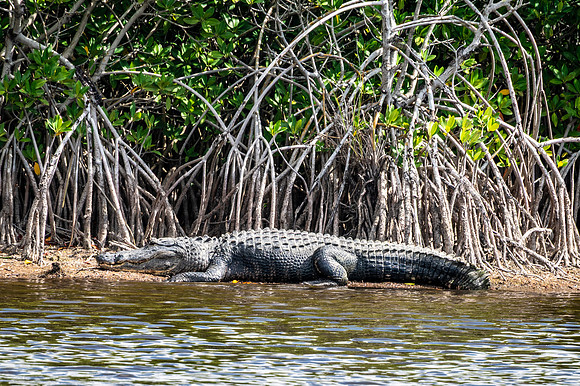 Alligator, Ochopee, Florida