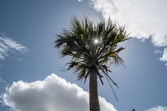 Palm, Ochopee, Florida