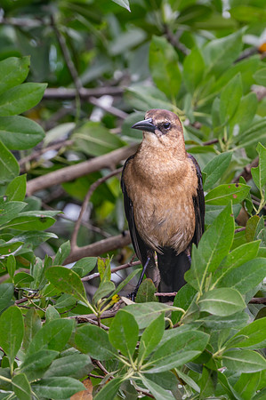 Boat-tailed Grackle, Florida,